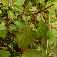 Pogostemon heyneanus Benth.